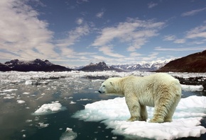 , , ocean, ,  , polar bear, floe, mountains