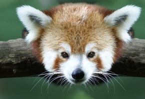 Красная панда, морда, глаза, уши, усы, ветка, красота