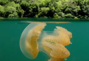 Палау, озеро медуз, чудеса природы, красота
