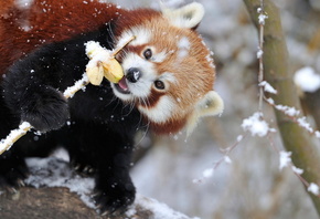 Красная панда, морда, глаза, нос, уши, лапы, красота, снег, позитив, прикол ...
