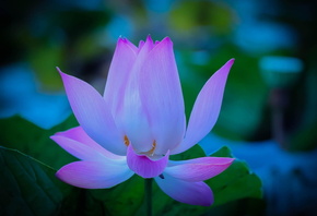 Lotus, , 