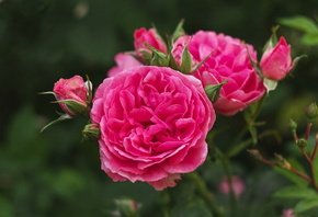 ������, ����, �������