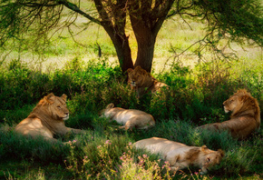 ����, �������, �������, ������, ����, �����