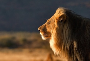 lion, , , 