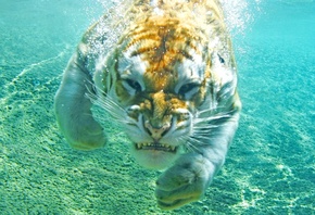 золотой, тигр, под водой, кошка, злость, вода, пузырьки