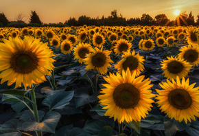 , , , , , , , , , , sky, nature, field, sunflower, sun, sunset, Ukraine, background, forest, summer, 