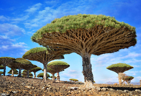 Dracaena cinnabari, драцена, Сокотра, Аравийское море, небо, облака, деревья, камни, зонт