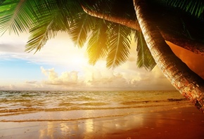 beach, coast, sea, ocean, palm, summer, , , , , , , 