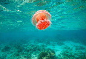 природа, под водой, медуза, дно, океан, красиво