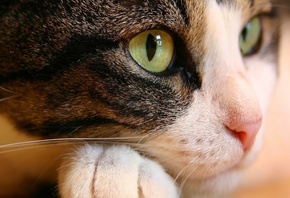 ���, ��������, �����