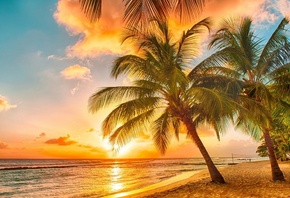 , , , , , , , , , nature, summer, palm trees, beach, ocean, sky, sunset