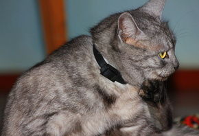 �����, �����, �������