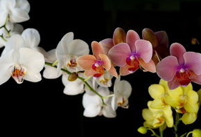 цветы, красивые, цветок, нежные, букет, орхидеи цветы, красивые, цветок, нежные, букет, орхидеи