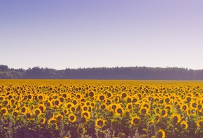 поле, природа, Украина, подсолнухи, небо, цветы, лето, макро, фото, лес