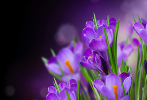 crocus, , petals, beautiful, flower, , flowers, 