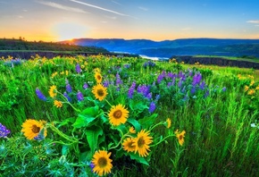 природа, цветы, луг, река, горы, холмы, утро, свет, солнца, красиво, тема,  ...