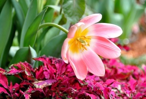 цветок, тюльпан, природа, макро, фото