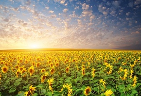 подсолнухи, поле, природа, красиво, небо, солнце, подсолнух, Украина
