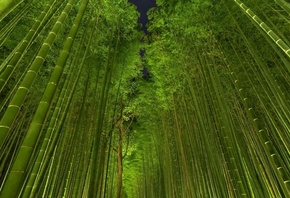 природа, вечер, бамбук, парк, красиво, зеленый фон