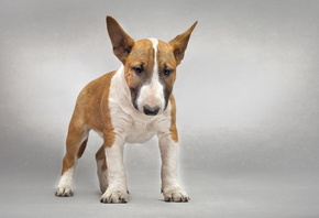 , , , bull, terrier