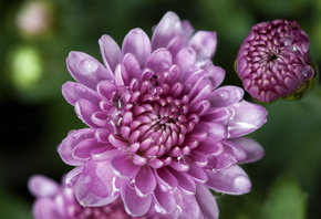 �����, ����, �������