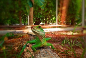 ����, �������, ������