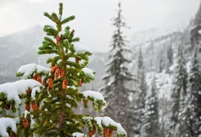 зима, природа, горы, карпаты, Буковель, красиво, снег, макро, фото