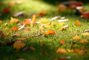 осень, листья, трава