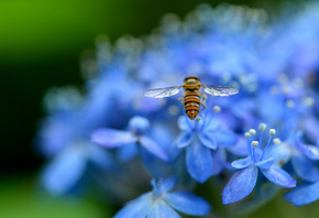 Гортензия, голубые, лепестки, цветы, насекомое, макро, размытость, природа