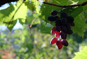 Виноградный лист, солнечный свет, светящаяся гроздь