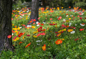 ����, �������, ������, �����, �����, �����, ������, �������, �������, ����