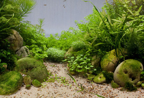 аквариум, водоросли