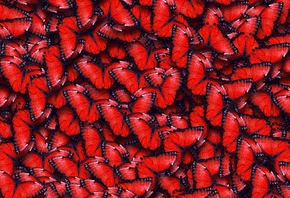текстура, красные бабочки, texture, red butterfly