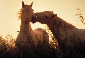 , , , , animals, horses, light, grass