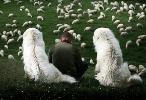 �����, �����, ������