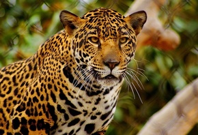 Пятнистый леопард, заборная сетка