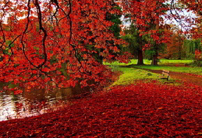 trees, bench, patch, leaves, grass