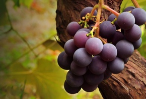 grapes, rose, tree, leaves