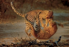 леопарды, схватка
