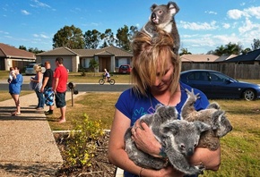 осиротевшие коалы, приемная мама, австралия