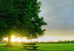 tree, grass, bench, green, clouds, sky