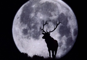 deer, silhouette, night, moon, sky, forest