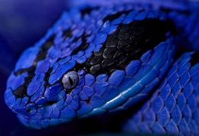 snake, blue, wild, viper