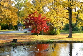 природа, осень, парк, домик, пруд, гуси