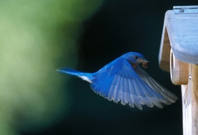 house, bird, blue, fly, wild