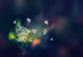 dandelion, branch, tree, flower