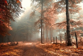 foggy, autumn, forest, leaves, grass