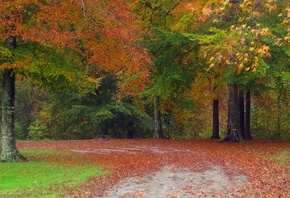 autumn, tree, leaves, rock, green