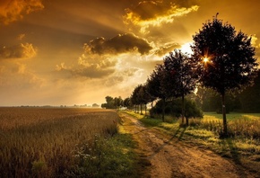 fields, patch, sun, tree, light, sky