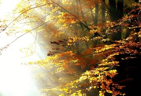 forest, ray, light, sunlight, autumn, trees
